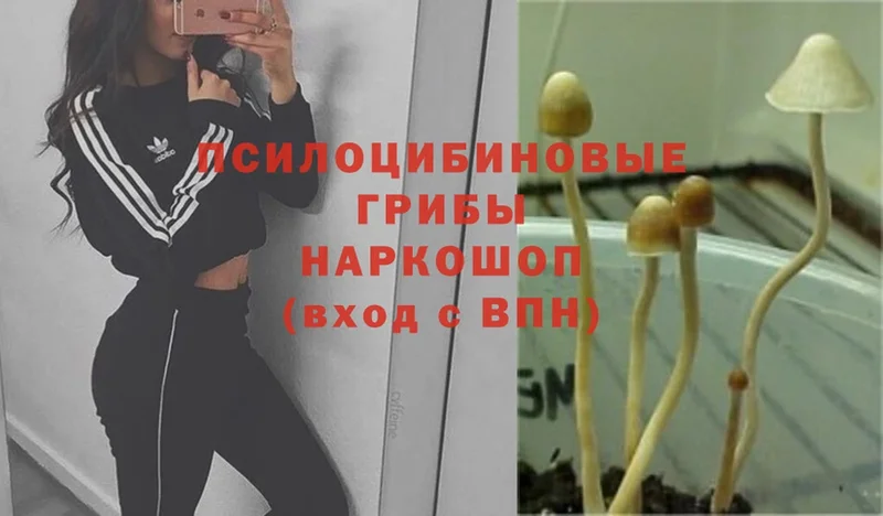 Галлюциногенные грибы MAGIC MUSHROOMS  Уссурийск 